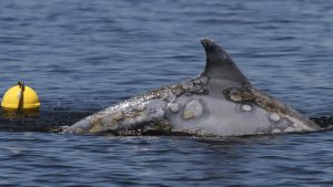 dolphin with skin lesions