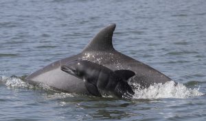 dolphin mother and calf
